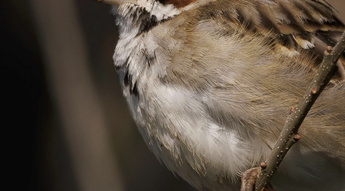 Rare bird alert North Carolina- Lark Sparrow at Ft.Fisher